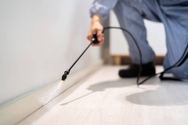 Licensed Wasp Removal service in Morganton, NC - Show Me Pest Control